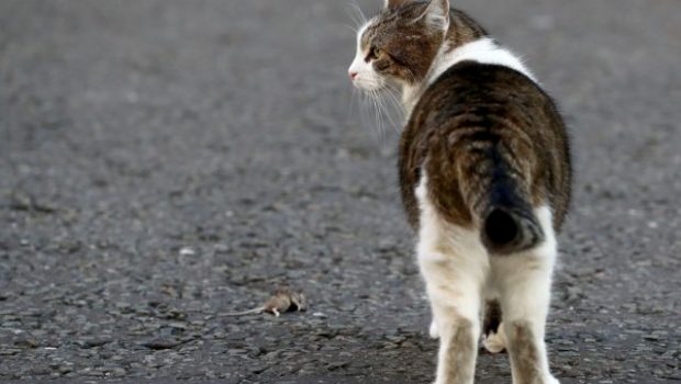 Θεσσαλονίκη: Ανήλικη ζούσε με 40 γάτες σε ακατάλληλες συνθήκες υγιεινής - Συνελήφθη η μητέρα της | in.gr