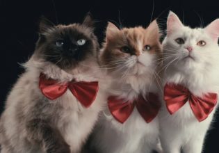 Netflix: 11 σειρές, 15 ταινίες και 7 Ντοκιμαντέρ τον Αύγουστο – Δείτε τα τρέιλερ