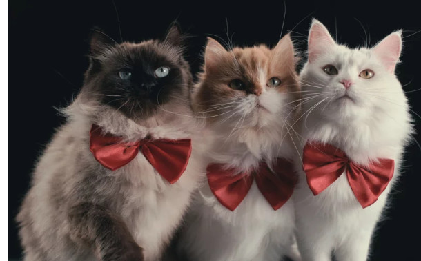 Netflix: 11 σειρές, 15 ταινίες και 7 Ντοκιμαντέρ τον Αύγουστο – Δείτε τα τρέιλερ