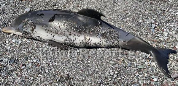 Καμένα Βούρλα: Ξεβράστηκε νεκρό μωρό δελφίνι σε παραλία – Ήταν χτυπημένο στην κοιλιά