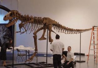 ΗΠΑ: Σκελετός δεινοσαύρου πωλήθηκε έναντι 6,1 εκατ. δολ. σε δημοπρασία