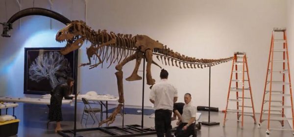 ΗΠΑ: Σκελετός δεινοσαύρου πωλήθηκε έναντι 6,1 εκατ. δολ. σε δημοπρασία