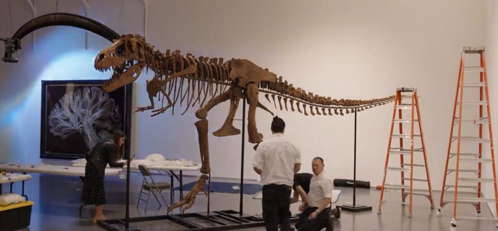 ΗΠΑ: Σκελετός δεινοσαύρου πωλήθηκε έναντι 6,1 εκατ. δολ. σε δημοπρασία
