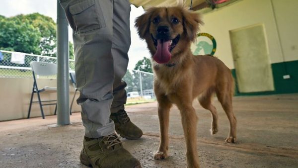 Παναμάς: Μίλι, η σκυλίτσα που επέζησε 40 ημέρες μέσα σε κοντέινερ αφού διέσχισε τον Ατλαντικό