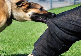 Οδηγός επιβίωσης από δαγκώματα και τσιμπήματα