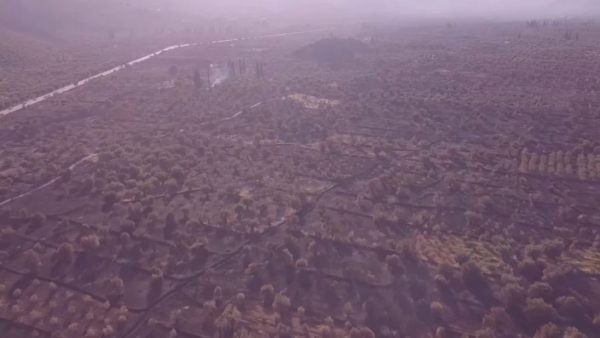 Αμφισσα: Βίντεο drone δείχνει την καταστροφή στον Παραδοσιακό Ελαιώνα της Αμφισσας