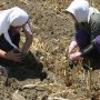Εργάτες γης: Τι προβλέπει ρύθμιση για την απασχόληση στην αγροτική οικονομία