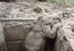 Ταϊλάνδη: Έσωσαν ελεφαντίνα και το μικρό της – Νέο βίντεο