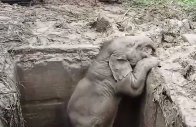 Ταϊλάνδη: Έσωσαν ελεφαντίνα και το μικρό της – Νέο βίντεο