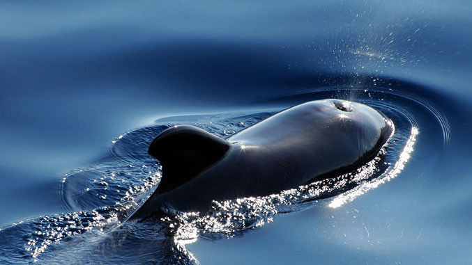 Γαλλία: Φάλαινα 10 μέτρων εντοπίστηκε στον Σηκουάνα