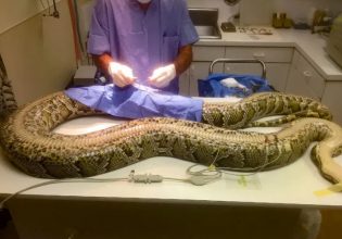 Φλόριντα: Έπιασαν φίδι τέρας – Το μεσημεριανό του ήταν ένα… ελάφι