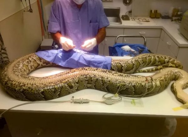 Φλόριντα: Έπιασαν φίδι τέρας – Το μεσημεριανό του ήταν ένα… ελάφι