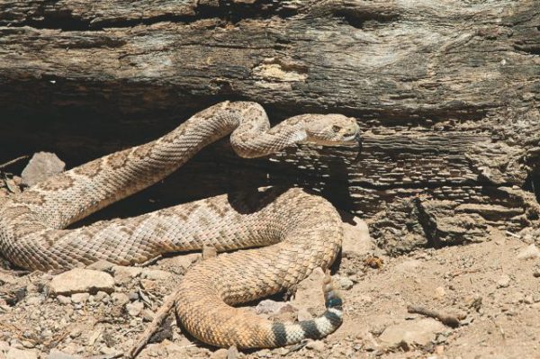 Λάρισα: Τρόμος για οδηγό στο Συκούριο – Τον τσίμπησε φίδι ενώ οδηγούσε