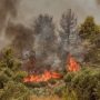 Φωτιά σε αγροτική έκταση στη Φωκίδα – Στη μάχη επίγειες και εναέριες δυνάμεις