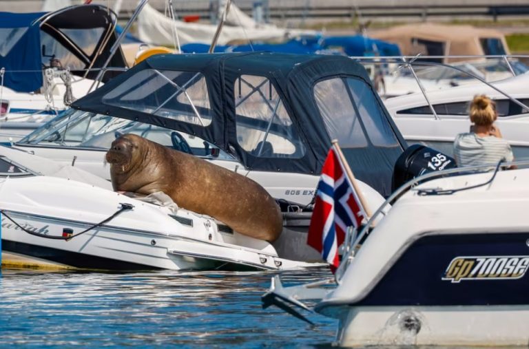 Νορβηγία: Θαλάσσιος ίππος κάνει… διακοπές στο Όσλο