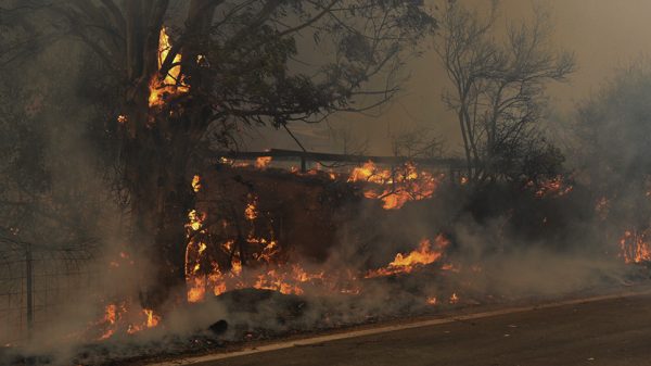 Φωτιά σε πολλά μέτωπα: Σε εξέλιξη πυρκαγιές σε Φωκίδα, Σχηματάρι και Ζάκυνθο – Αναζωπύρωση και στην Ηλεία