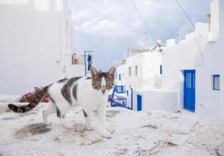 Μύκονος: Πάτησε με το αυτοκίνητο του γατάκι μπροστά στα μάτια της ιδιοκτήτριας του