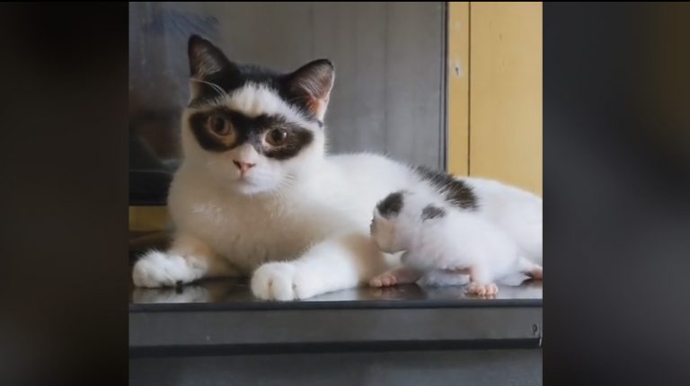 Γάτος – Ζορό έχει γίνει viral στο TikTok – Παιχνιδιάρης και χνουδωτός «κλέβει» την παράσταση
