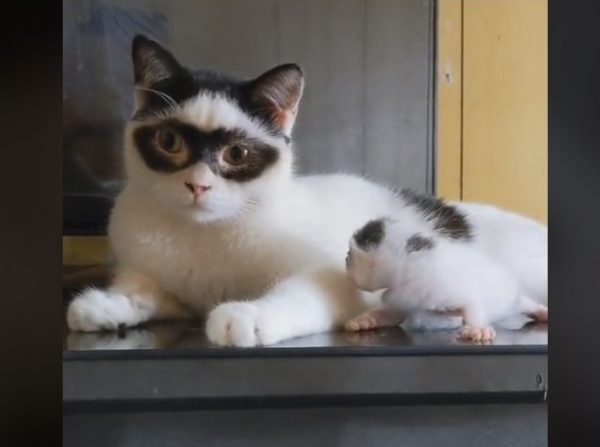 Γάτος – Ζορό έχει γίνει viral στο TikTok – Παιχνιδιάρης και χνουδωτός «κλέβει» την παράσταση