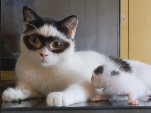 Γάτος – Ζορό έχει γίνει viral στο TikTok – Παιχνιδιάρης και χνουδωτός «κλέβει» την παράσταση