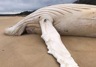 Εξαιρετικά σπάνια λευκή φάλαινα βρέθηκε νεκρή σε ακτή της Αυστραλίας