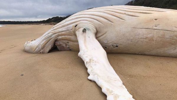 Εξαιρετικά σπάνια λευκή φάλαινα βρέθηκε νεκρή σε ακτή της Αυστραλίας