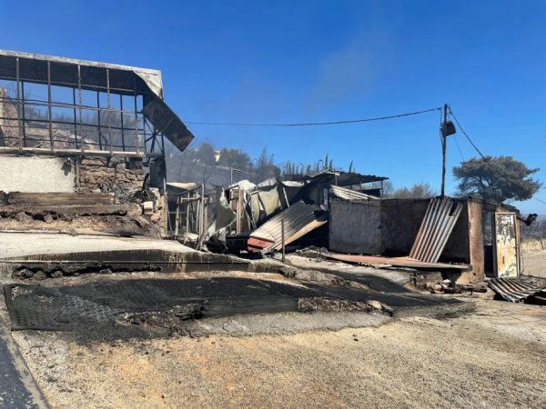 Παλλήνη: Στο Ολυμπιακό Κέντρο Ιππασίας Μαρκοπούλου φιλοξενούνται τα άλογα που γλίτωσαν από τη φωτιά