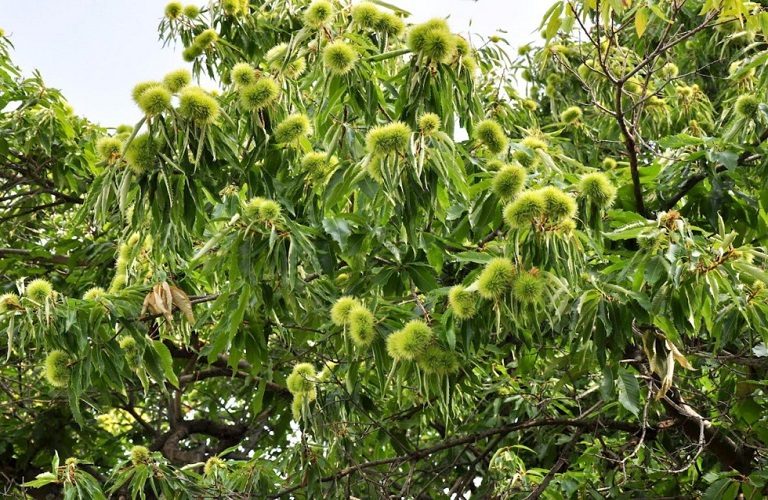 Καστανιά: Αντιμετώπιση της καρπόκαψας στις ορεινές περιοχές