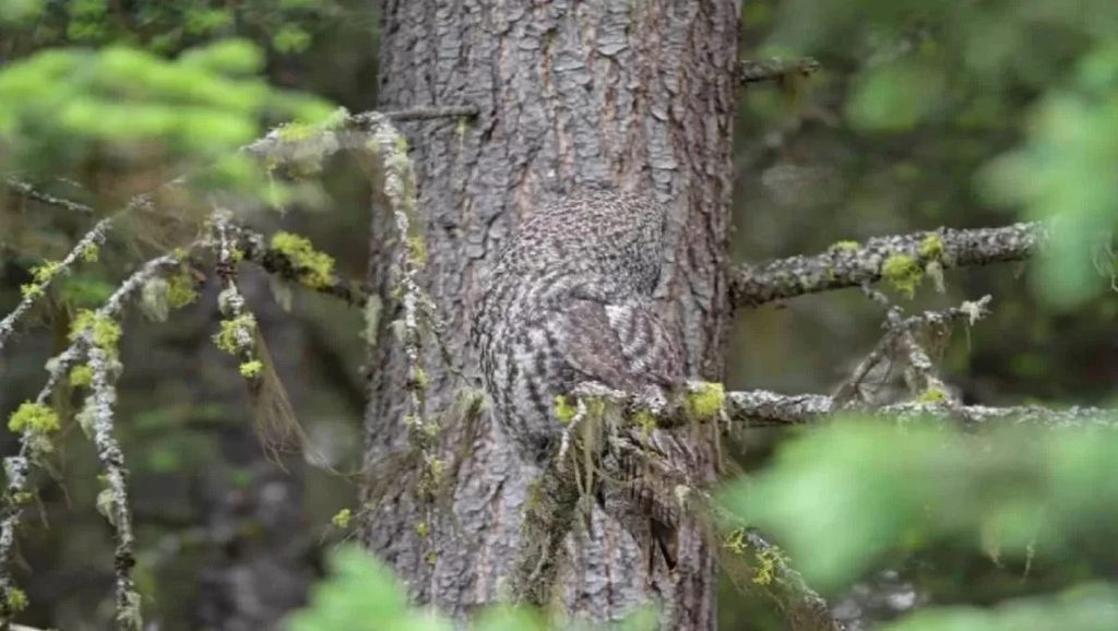 Οπτική ψευδαίσθηση: Μπορείτε να εντοπίσετε που βρίσκεται η κουκουβάγια;