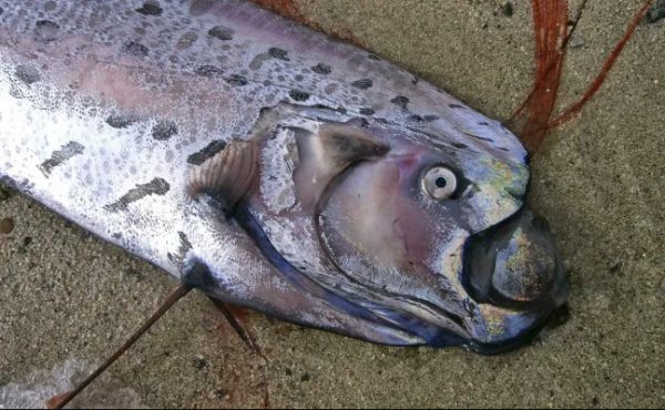 Χιλή: Ψάρεψαν τρομακτικό ψάρι 5 μέτρων που ο θρύλος λέει ότι φέρνει σεισμούς