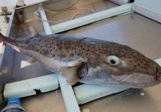 Λαγοκέφαλος: Γέμισε η θάλασσα στη Ρόδο