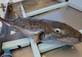 Μωβ μέδουσες και λαγοκέφαλοι: Αυτές είναι οι νέες «απειλές» στις ελληνικές θάλασσες