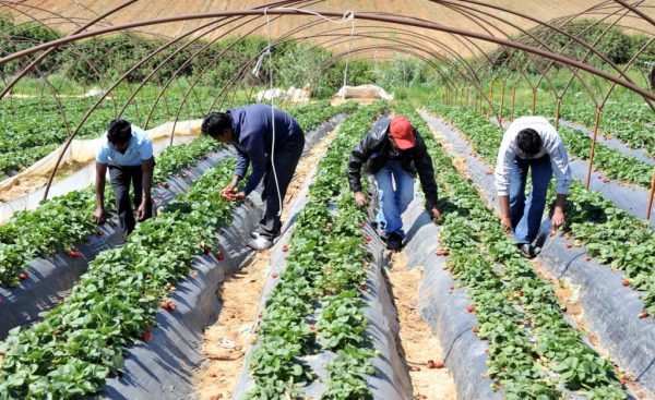 ΚΕΕΡΦΑ: Καταγγέλλει ξυλοδαρμό μετανάστη εργάτη γης στο Άργος από τον εργοδότη του