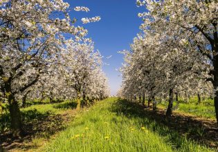 Μηλιά – Καρυδιά: Σημαντική αύξηση της πτήσης της καρπόκαψας
