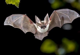 Θεσσαλονίκη: Οι διασώστες των …νυχτερίδων – Σε ποια σημεία των σπιτιών εγκλωβίζονται τα θηλαστικά