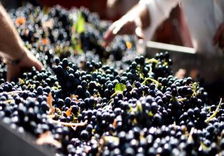 Ιταλία-Ισπανία: Υπό φυσιολογικές συνθήκες η συγκομιδή οινοστάφυλων