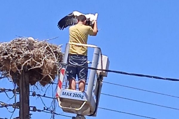 Μεγάλη επιχείρηση απεγκλωβισμού ενός πελαργού από τον Δήμο Ρήγα Φεραίου