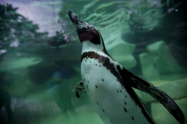 Ιαπωνία: Οι πιγκουίνοι σε ένα ενυδρείο αρνούνται να φάνε την φθηνότερη τροφή που τους προσφέρεται