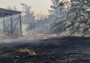 Φωτιά: Κρανίου τόπος η Παλλήνη – Στη μάχη με τις φλόγες και η αστυνομία με τον στρατό