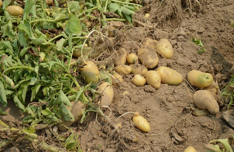 Πατάτα: Κίνδυνος για μόλυνση από περονόσπορο στις πρώιμες καλλιέργειες