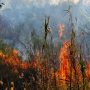 Επικίνδυνες πυρομετεωρολογικές συνθήκες το Σαββατοκύριακο – Στο «κόκκινο» ο κίνδυνος για πυρκαγιά [χάρτες]