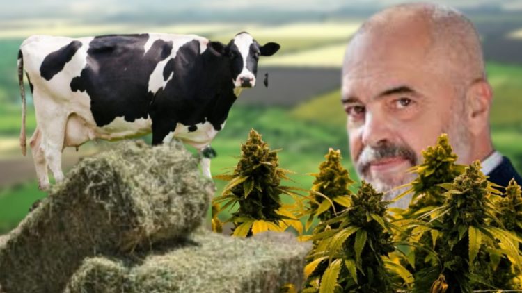 Αλβανία: Απίθανο άρθρο για τον Ράμα, τις αγελάδες και το χασισόχορτο