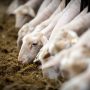 Κτηνοτροφία: Το κόστος των ζωοτροφών «τρώει» το κοπάδι