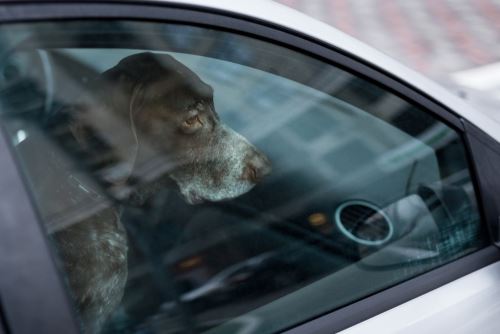 Κέρκυρα: Πρόστιμο σε γυναίκα που κλείδωσε δύο σκύλους στο αυτοκίνητο με κλειστά παράθυρα