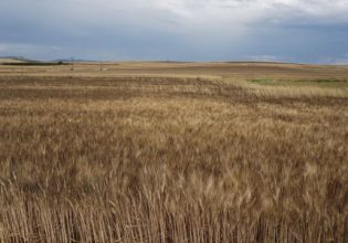 Σιτηρά: Πιο κοντά σε συμφωνία για τις εξαγωγές, Ρωσία και Ουκρανία