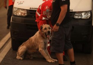 Φωτιά: Χρήσιμες οδηγίες για τη φροντίδα και τη διάσωση ζώων στις πυρόπληκτες περιοχές