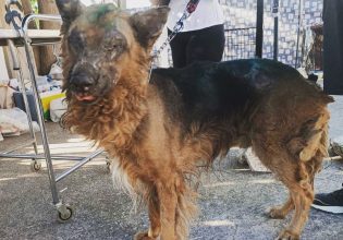 Φωτιά: Καίγονται μαζί με τα δάση – Κατοικίδια και άγρια ζώα απέναντι στον πύρινο εφιάλτη