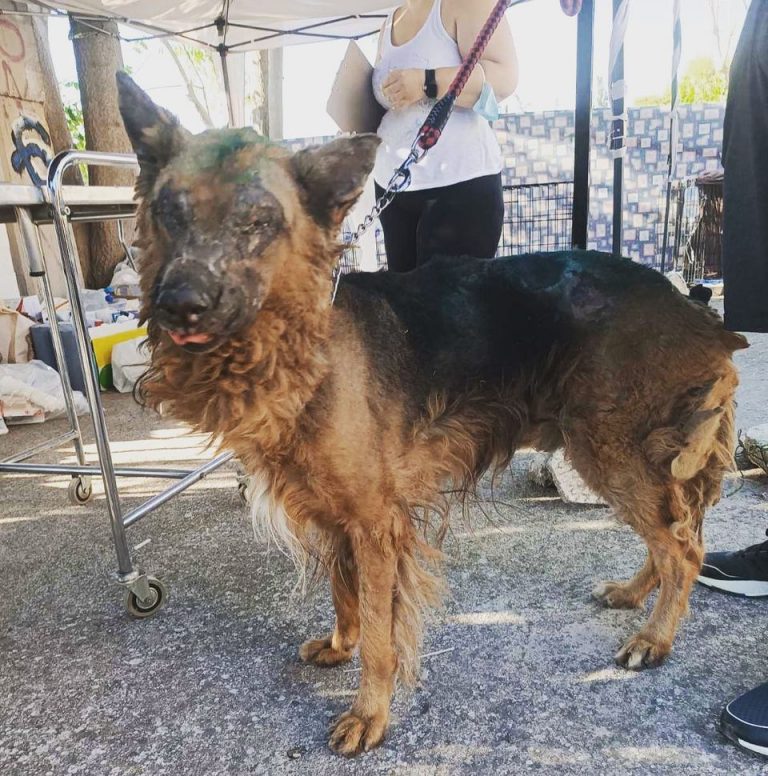 Φωτιά: Καίγονται μαζί με τα δάση – Κατοικίδια και άγρια ζώα απέναντι στον πύρινο εφιάλτη