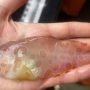 Αλάσκα: Ανακαλύφθηκε άγνωστο διάφανο ψάρι και τεράστια θαλάσσια αράχνη