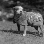 Η ιστορία του «Στάμπι» – Του σκύλου – ήρωα που «μύριζε» τις βόμβες πριν πέσουν και έσωσε εκατοντάδες στρατιώτες στα χαρακώματα